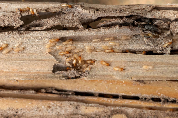 Best Wasp Removal Services  in Western Lake, TX